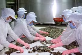 Vietnam supera dificultades para aumentar exportaciones de productos acuícolas