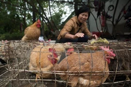 Sudcorea vuelve a importar pollos de Tailandia