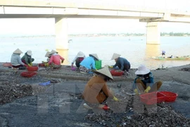Vietnam: La acuicultura enfrenta desafíos ambientales