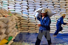 Fuerte reducción de las exportaciones del arroz de Vietnam 