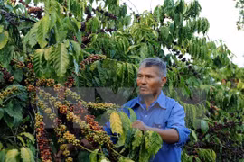 Sector cafetero de Vietnam apunta seis mil millones USD de exportación en 2030