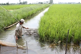 Cuba promueve cooperación con Delta del Mekong de Vietnam