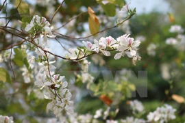 Celebrarán en Vietnam festival de Flor de Bauhinia blanca en marzo de 2017