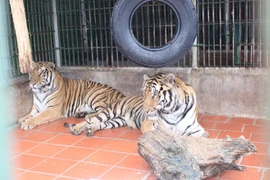 Agencias de viajes luchan contra comercio de animales y plantas silvestres