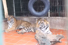 Agencias de viajes luchan contra comercio de animales y plantas silvestres