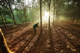 Madera, caucho y café están dentro del alcance de las regulaciones de la UE sobre cadenas de suministro que no causan deforestación y degradación forestal. En la foto: Explotación de látex de caucho en la granja de Dong Phu. (Fuente: VNA)