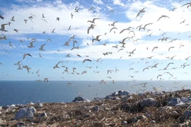 Isla santuario de aves marinas de Con Dao establece un nuevo récord