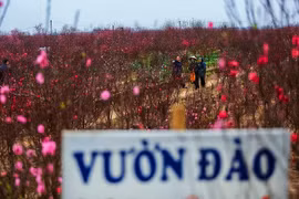 Flores de melocotón y kumquat en víspera del Año Nuevo Lunar