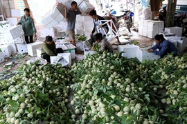 [Fotos] Cultivo de anón de Lang Son totalizará alrededor de 30 mil toneladas