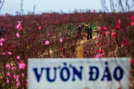 Flores de melocotón y kumquat en víspera del Año Nuevo Lunar