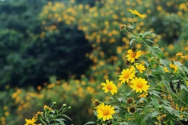 (Video) Girasoles silvestres florecen en el parque nacional de Ba Vi en Hanoi 