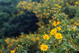 (Video) Girasoles silvestres florecen en el parque nacional de Ba Vi en Hanoi 