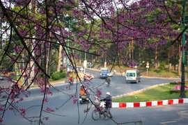 Flores de cerezo embellecen a Da Lat