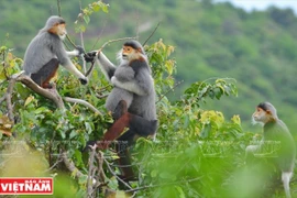 [Fotos] "Reina de los primates" en la península de Son Tra