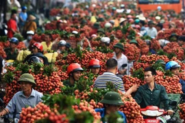  Lichi de Bac Giang registra ingreso récord 