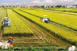 Agricultura vietnamita garantiza la seguridad alimentaria y exportación 