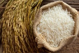 Exportaciones del arroz vietnamita a lo largo de los años