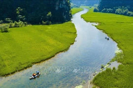 Ninh Binh: Impresionantes campos de arroz en el periodo de cosecha en Tam Coc