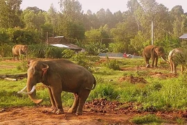 Aprueban el ajuste de proyecto de conservación de los elefantes vietnamitas
