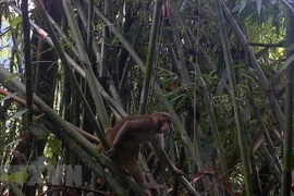 Descubren primates raros en Reserva Natural de Pu Hu 
