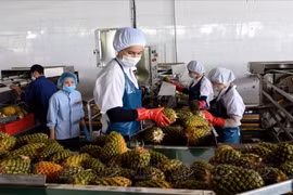 Gia Lai, un punto brillante de agricultura de alta tecnología 