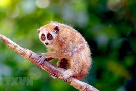 Vietnam se esfuerza por recuperar la vida silvestre