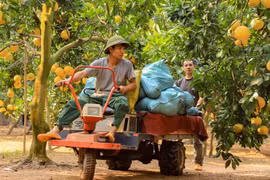 Cosechan pomelo especial para el Año Nuevo Lunar 