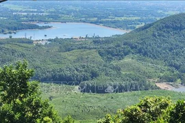 Vietnam aprueba Programa de Desarrollo Forestal Sostenible para período 2021-2025 