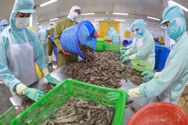 Productos acuícolas de Vietnam aprovechan oportunidades para impulsar exportaciones 