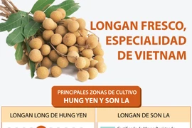 Longan fresco, especialidad de Vietnam