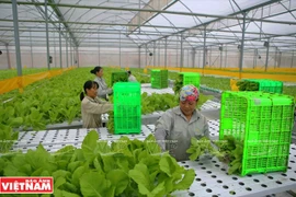 Agilizan la cadena de la agricultura orgánica de Vietnam