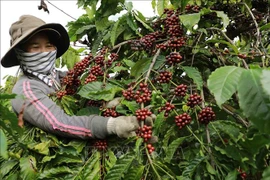 Exportación de café vietnamita alcanza nuevo récord