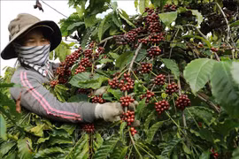 Exportación de café vietnamita alcanza nuevo récord