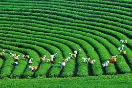 Moc Chau, destino natural de primera categoría mundial