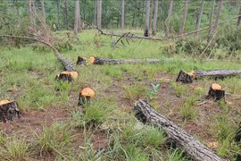Vietnam intensificar manejo de deforestación de tierras boscosas