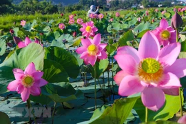 Flores de loto embellecen ciudad vietnamita de Da Nang