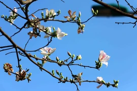 Flores de bauhinia tiñen las montañas de provincia vietnamita de Son La