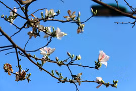 Flores de bauhinia tiñen las montañas de provincia vietnamita de Son La