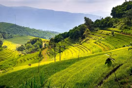 Campos en terrazas, potencial para el desarrollo turístico en Hoa Binh