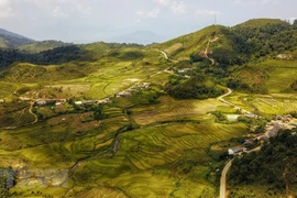 Terrazas de arroz en Y Ty, Lao Cai