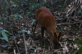 Thanh Hoa: Descubren especies raras de muntiacus rooseveltorum en Pu Hu
