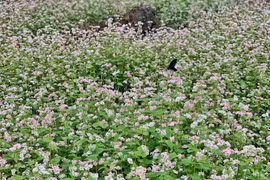 Campo de flores de alforfón: Destino atractivo de turistas a Ha Giang 