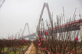 Cultivadores de flores de melocotón de Phu Thuong ocupados en vísperas del Tet