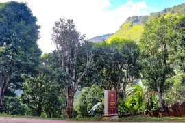 Población de árboles antiguos de té San Tuyet en Dien Bien