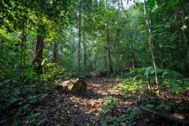 Vietnam recibe 41 millones de dólares por venta de créditos de carbono de bosques