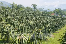 Provincia vietnamita de Tien Giang aumenta emisión de códigos de áreas frutales 