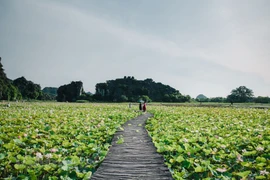 Contemplan belleza de flores de loto en provincia de Ninh Binh 