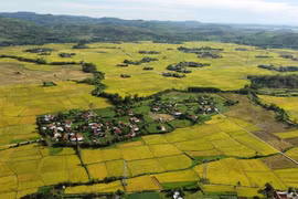 Phu Yen hermosa en la temporada del arroz maduro