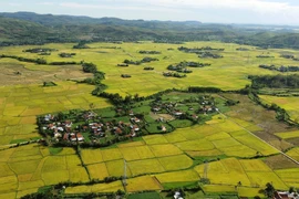 Phu Yen hermosa en la temporada del arroz maduro