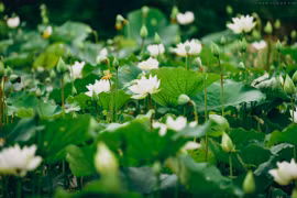 Contemplan belleza de loto blanco en suburbio de Hanoi